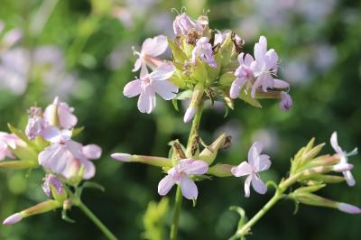 Saponaire officinale