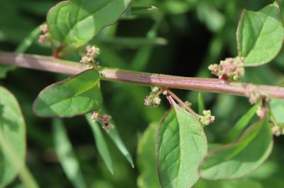 Limoine