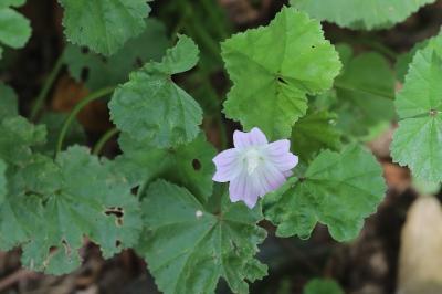 Petite mauve