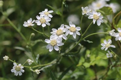 Achillée sternutatoire