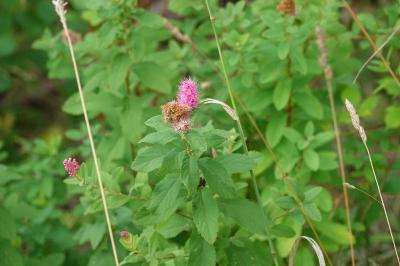 <i>Spiraea</i>
