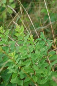 <i>Spiraea</i>