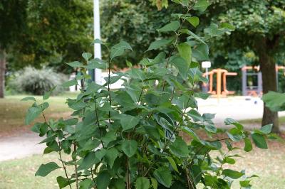 Lilas