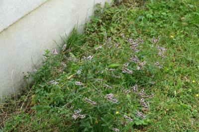 <i>Mentha</i>
