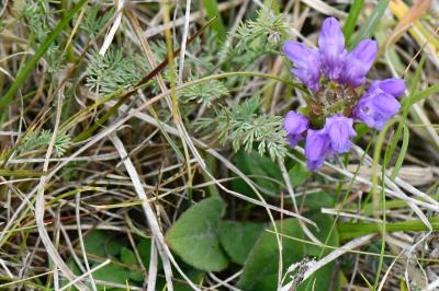 Brunelle à grandes fleurs