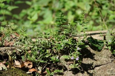 Scutellaire casquée