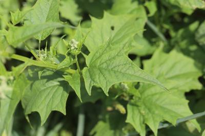 Chénopode à feuilles de Stramoine