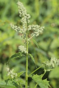 Chénopode à feuilles de Stramoine