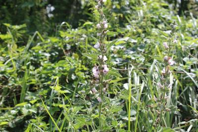 Guimauve officinale