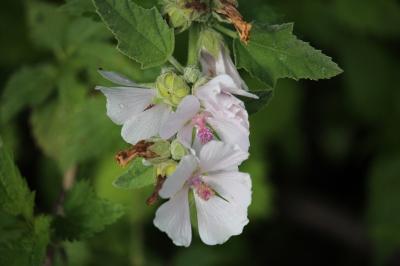 Guimauve officinale
