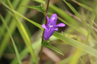 Campanule agglomérée