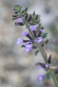 <i>Ziziphora acinos</i>