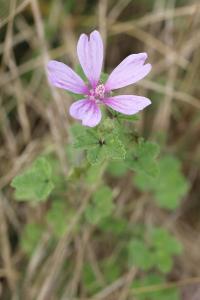 Mauve sauvage