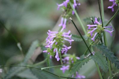 Épiaire officinale