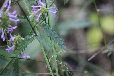 Épiaire officinale