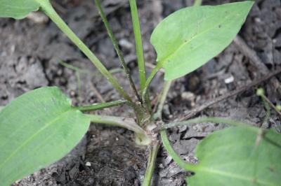 Grand plantain d'eau 