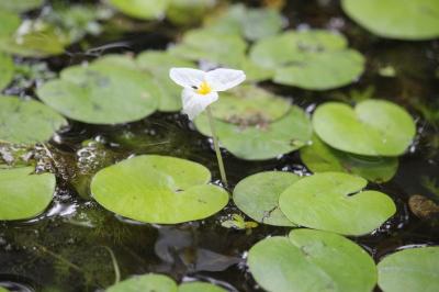 Hydrocharis morène