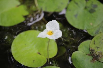 Hydrocharis morène