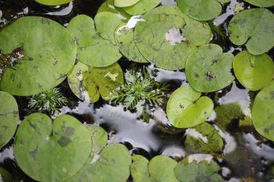 Hydrocharis morène