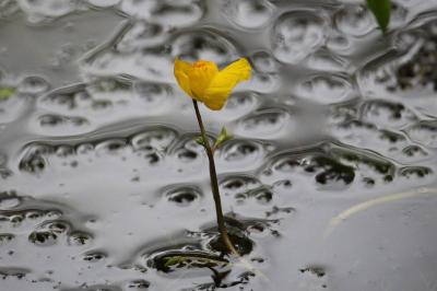 <i>Utricularia</i>