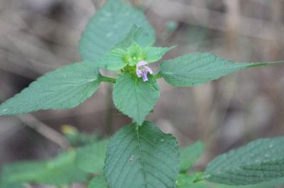 Galéopsis bifide