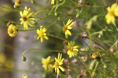 Senecio inaequidens