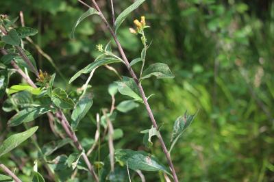 <i>Inula conyzae</i>