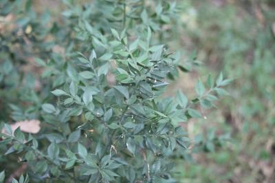 Fragon