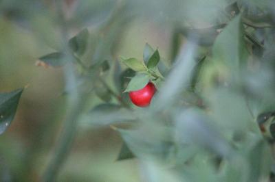 Fragon