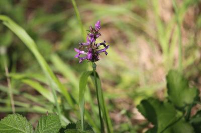 Épiaire officinale