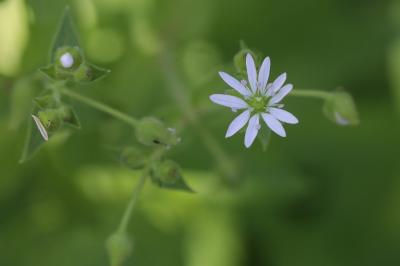 Stellaire aquatique