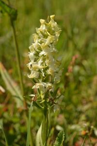 Orchis verdâtre