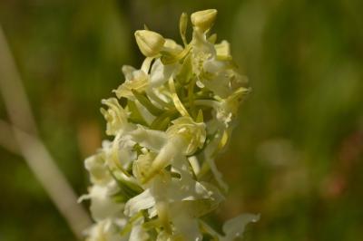 Orchis verdâtre