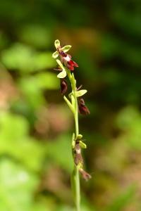 Ophrys mouche