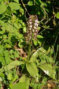 Orchis pourpre