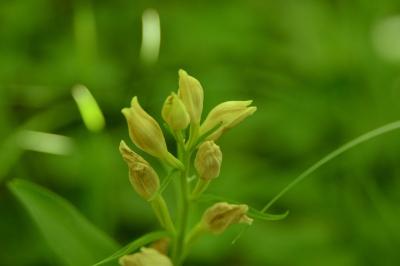 Céphalanthère à grandes fleurs