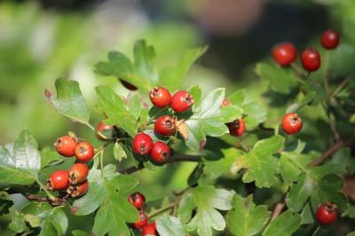 Crataegus monogyna