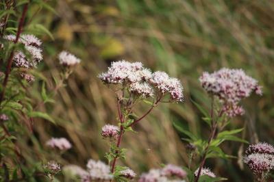 Eupatorium cannabinum