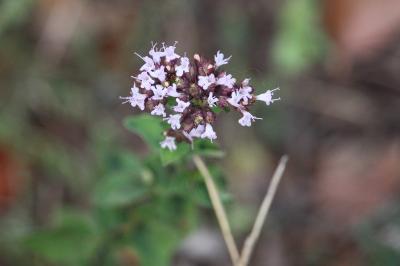 Origanum vulgare