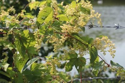 Houblon grimpant