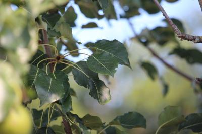 Pyrus communis