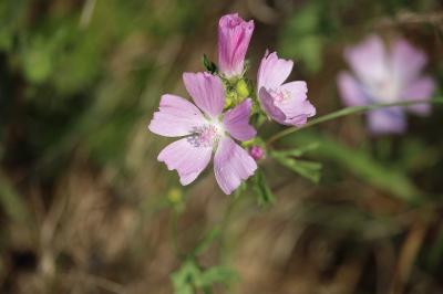Mauve musquée