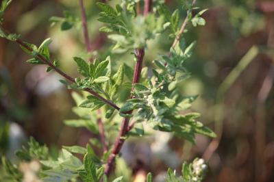 Artemisia vulgaris