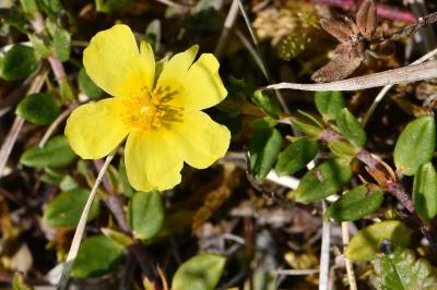 Hélianthème jaune