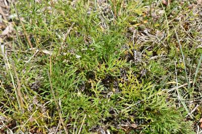 Pulsatille vulgaire
