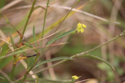 Bupleurum falcatum