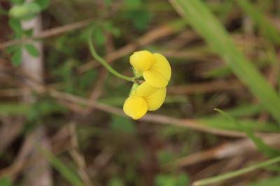 Lotier corniculé