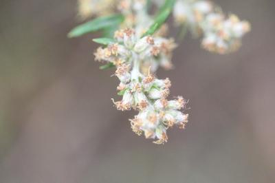 Artemisia vulgaris