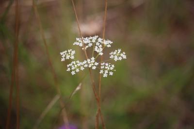 Pimpinella saxifraga