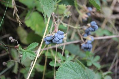 Rosier bleue